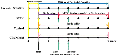 Graphical abstract: Protective effect of a combination of multiple strains of Lactobacillus acidophilus on collagen-induced arthritis