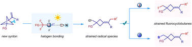 Graphical abstract: Halogen-bond-assisted radical remote difunctionalization of bicyclo[1.1.1]butane skeletons