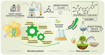 Graphical abstract: Engineering budding yeast for the de novo synthesis of valuable flavanone derivatives