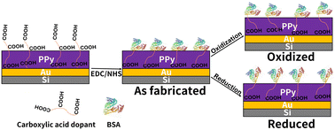 Graphical abstract: Immobilization and electroactive switching of bovine serum albumin on polypyrrole functionalized bioelectroactive surfaces