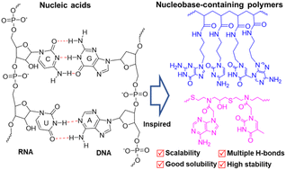 Graphical abstract: Bioinspired and biomimetic nucleobase-containing polymers: the effect of selective multiple hydrogen bonds