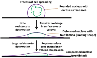 Graphical abstract: Rethinking nuclear shaping: insights from the nuclear drop model