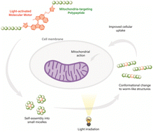 Graphical abstract: A light-driven molecular motor-polypeptide conjugate supports controlled cell uptake