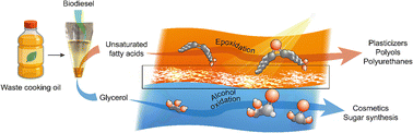 Graphical abstract: Biphasic valorization of byproducts from biodiesel synthesis using floating photochemo-enzymatic domino catalysis