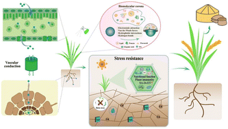 Graphical abstract: The interaction and regulation of nano-agrochemicals in plant–soil microenvironment systems