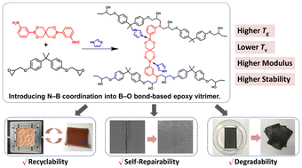 Graphical abstract: Reversible B–O bond-based epoxy vitrimers with high thermomechanical and dynamic properties enhanced by intermolecular B–N coordination