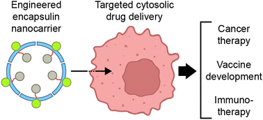 Graphical abstract: Engineering encapsulin nanocages for drug delivery