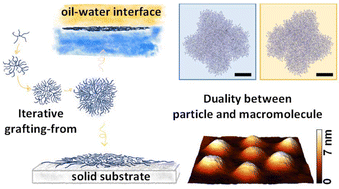 Graphical abstract: Synthesis of water-soluble, highly branched arborescent poly(acrylate)s: a colloid-macromolecule chimera