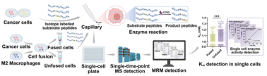 Graphical abstract: Detection of single-cell enzyme activity by single-time-point stable isotope probing-mass spectrometry