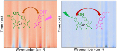 Graphical abstract: Ultrafast photophysics of a positive reversibly switchable fluorescent protein