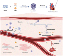 Graphical abstract: Alleviation of myocardial infarction by hydrogen sulfide-releasing nanoparticles: mechanisms and therapeutic effects