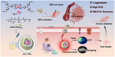 Graphical abstract: A BF2-bridged J-aggregate on a donor–acceptor conjugated oligomer with NIR-emissive theranostics for efficient bioimaging and cancer therapy