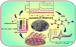 Graphical abstract: Carboxymethyl cellulose-assisted synthesis of carbon-confined leaf-like zeolite imidazolate framework-derived ZnS@N/C nanodots for enhanced multi-walled carbon nanotube dispersion and real-time neurotransmitter monitoring in PC-12 cells