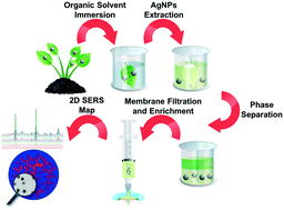 Graphical abstract: Rapid organic solvent extraction coupled with surface enhanced Raman spectroscopic mapping for ultrasensitive quantification of foliarly applied silver nanoparticles in plant leaves