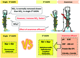 Graphical abstract: Faster removal of nitrite than nitrate in sulfur-based autotrophic denitrification coupled with anammox, affected by the anammox effluent