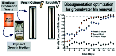 Graphical abstract: Optimization of bacterial bioaugmentation for groundwater Mn removal using a waste-based culture medium and lyophilization