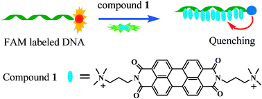 Graphical abstract: Superquencher formation vianucleic acid induced noncovalent perylene probe self-assembly