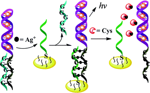 Graphical abstract: Functional nucleic acid-based electrochemiluminescent biosensor for interaction study and detection of Ag+ ions and cysteine