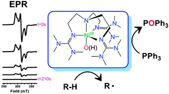 Graphical abstract: Spectroscopic capture and reactivity of S = 1/2 nickel(iii)–oxygen intermediates in the reaction of a NiII-salt with mCPBA