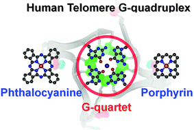 Graphical abstract: Phthalocyanines: a new class of G-quadruplex-ligands with many potential applications