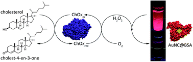 Graphical abstract: Cholesterol determination using protein-templated fluorescent gold nanocluster probes