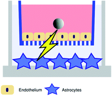 Graphical abstract: Paracrine signalling of inflammatory cytokines from an in vitro blood brain barrier model upon exposure to polymeric nanoparticles