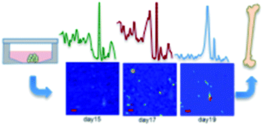 Graphical abstract: Monitoring the mineralisation of bone nodules in vitro by space- and time-resolved Raman micro-spectroscopy