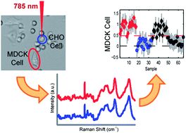 Graphical abstract: Identifying the lineages of individual cells in cocultures by multivariate analysis of Raman spectra