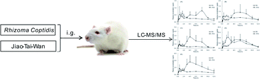 Graphical abstract: The simultaneous determination of berberine, palmatine, coptisine, epiberberine and jatrorrhizine in rat plasma by LC-MS/MS and a pharmacokinetic comparison after the oral administration of Rhizoma coptidis and Jiao-Tai-Wan extract