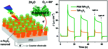 Graphical abstract: Direct electron transfer from photosystem II to hematite in a hybrid photoelectrochemical cell