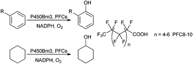 Graphical abstract: Improved oxidation of aromatic and aliphatic hydrocarbons using rate enhancing variants of P450Bm3 in combination with decoy molecules