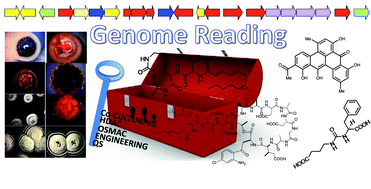 Graphical abstract: Prospecting for new bacterial metabolites: a glossary of approaches for inducing, activating and upregulating the biosynthesis of bacterial cryptic or silent natural products