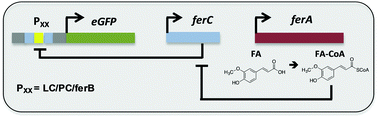 Graphical abstract: Development and substrate specificity screening of an in vivo biosensor for the detection of biomass derived aromatic chemical building blocks