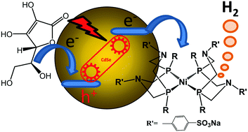 Graphical abstract: Light-driven hydrogen production from aqueous solutions based on a new Dubois-type nickel catalyst