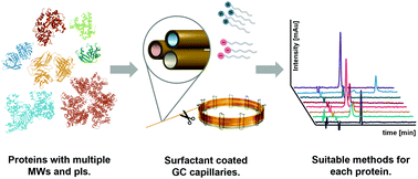 Graphical abstract: Separation of intact proteins by capillary electrophoresis