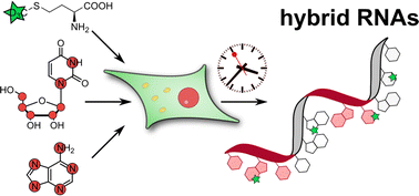 Graphical abstract: Temporal resolution of NAIL-MS of tRNA, rRNA and Poly-A RNA is overcome by actinomycin D