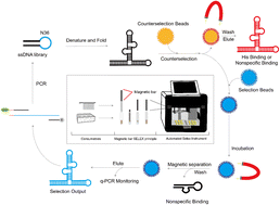 Graphical abstract: Semi-automated and efficient parallel SELEX of aptamers for multiple targets