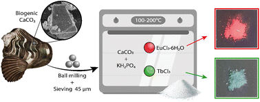 Graphical abstract: Luminescent lanthanide-doped calcium phosphate from oyster shell waste: an example of bright recycling