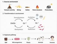 Graphical abstract: Antimony mobility in soils: current understanding and future research directions