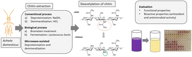 Graphical abstract: Functional and bioactive properties of chitosan produced from Acheta domesticus with fermentation, enzymatic and microwave-assisted extraction
