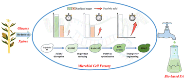 Graphical abstract: Construction and optimization of efficient glucose–xylose co-fermenting yeast Yarrowia lipolytica for green and sustainable succinic acid production from lignocellulosic biomass