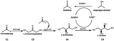 Graphical abstract: One-pot enzymatic synthesis of l-threitol from C1 formaldehyde