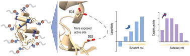 Graphical abstract: Re-engineering lysozyme solubility and activity through surfactant complexation
