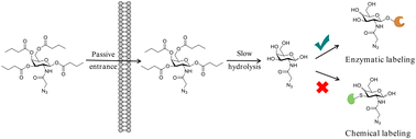 Graphical abstract: Longer fatty acid-protected GalNAz enables efficient labeling of proteins in living cells with minimized S-glyco modification