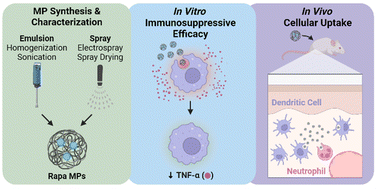 Graphical abstract: Comparison of emulsion and spray methods for fabrication of rapamycin-loaded acetalated dextran microparticles
