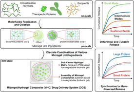 Graphical abstract: Programmable protein delivery from microgel/hydrogel composites (MHCs) via discrete combinations of multi-state protein-loaded unit ingredients