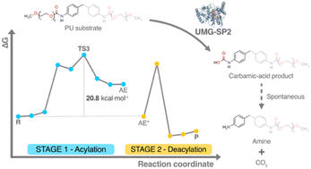 Graphical abstract: Unveiling the enzymatic pathway of UMG-SP2 urethanase: insights into polyurethane degradation at the atomic level