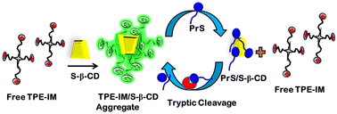 Graphical abstract: Expanding the scope of self-assembled supramolecular biosensors: a highly selective and sensitive enzyme-responsive AIE-based fluorescent biosensor for trypsin detection and inhibitor screening