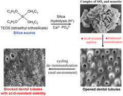 Graphical abstract: A monetite/amorphous silica complex for long-term dentine hypersensitivity treatment through the acid stability and mineralization promoting effect of silica