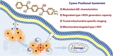 Graphical abstract: The cyano positional isomerism strategy for constructing mitochondria-targeted AIEgens with type I reactive oxygen species generation capability